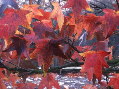 Farbspiele für den Herbst: Diese Bäume begeistern mit besonders schönem BlattwerkBeeindruckender Farbwechsel: Die Blätter des Amberbaums (Liquidambar) zeigen sich im Herbst oft mehrfarbig von Gelborange über kräftig Rot bis Schwarzviolett. Bildnachweis: GMH/GBV