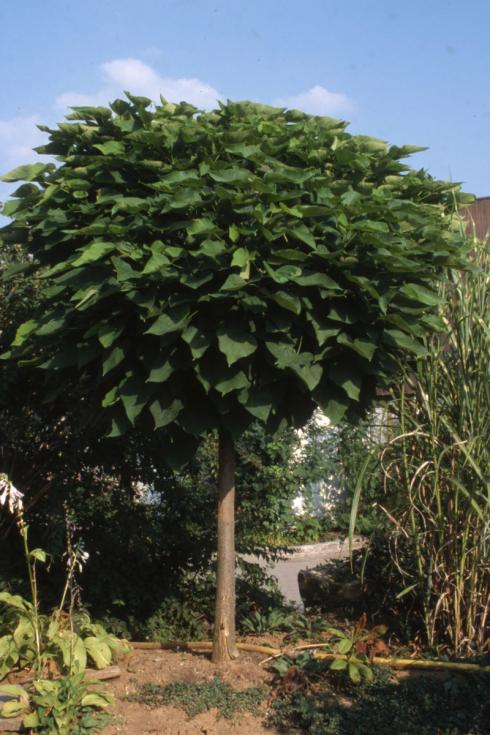 Der Kugel-Trompetenbaum ‚Nana‘ (Catalpa) ist ein rundlicher Kleinbaum, der maximal fünf Meter hoch wird und damit auch für kleine Gärten gut geeignet ist. Die großen, herzförmigen Blätter in frischem Grün geben ihm ein besonderes Aussehen. Bildnachweis: GMH/GBV