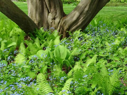 Funkien (Hosta) und Straußenfarn (Matteuccia struthiopteris) sorgen für frisches Grün, dazwischen schweben die blauen Blütenwolken des Kaukasus-Vergissmeinnichts (Brun-nera macrophylla). Seine herzförmigen Blätter sind schon zu sehen. Nach der Blüte wer-den sie noch größer und den Boden bedecken. (Bildnachweis: Bettina Banse)