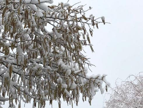 Bild garten.ch: Die Hasel blüht bereits im Januar. Bei einer grossen Dichte sammelt sich der Schnee. Auch hier besteht die Gefahr, dass der Strauch auseinander gerissen wird.