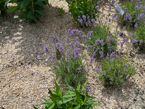 Bild garten.ch: Mit Mulch lässt sich der Wasserhaushalt im Boden optimieren. Die Bodenlebewesen finden ebenfalls bessere Bedingungen vor und tragen so zu einem humosen Boden bei, der gut Wasser speichern kann. 