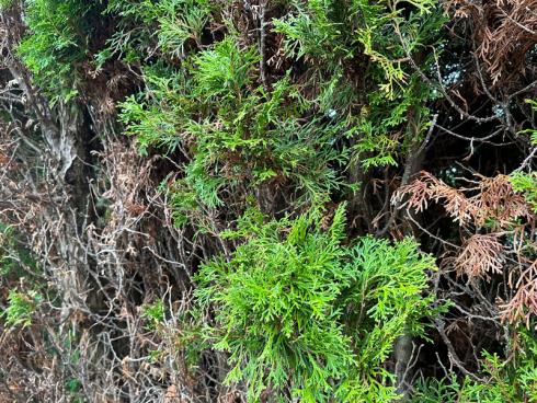 Bild garten.ch: Thuja Hecken kann man gut durch Heckenpflanzen ersetzen, die Singvögeln Nistplätze oder Futter bieten. 