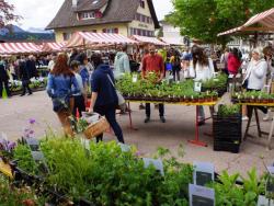 Entlebucher Kräuter- und Wildpflanzenmarkt